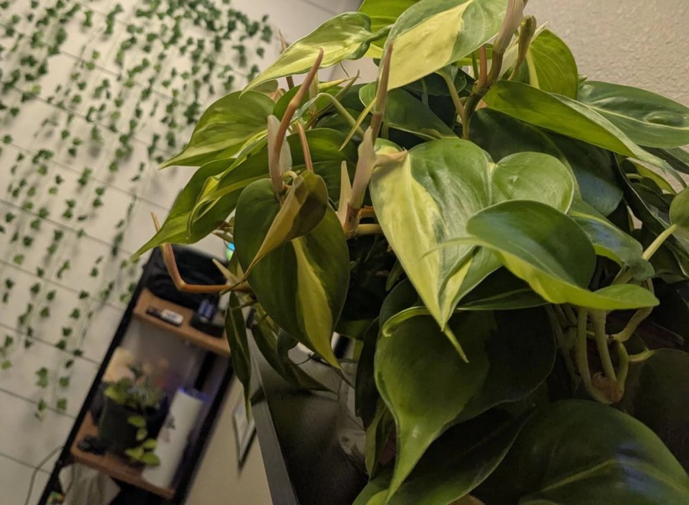 Leafy plant in the studio